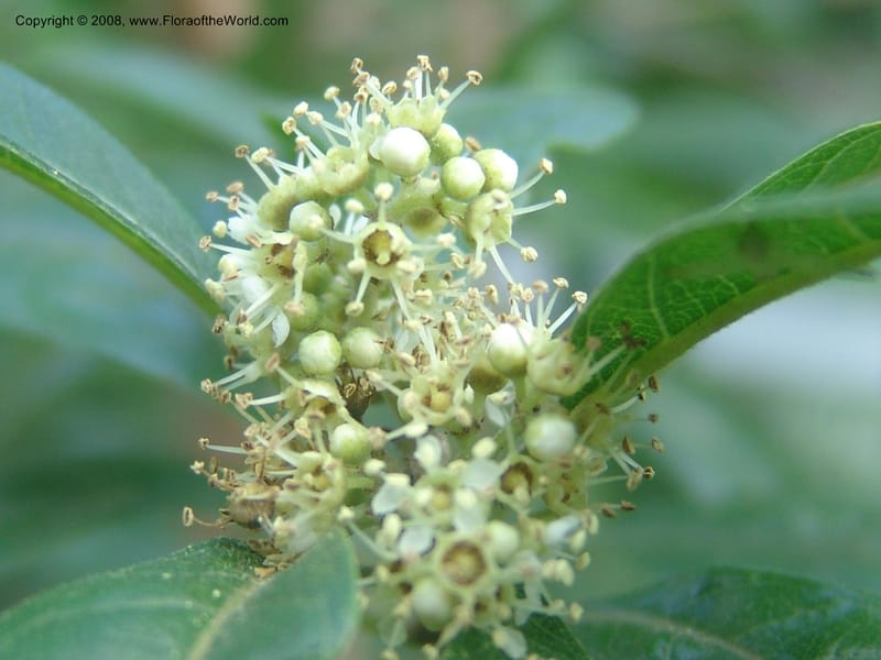 Heteropyxis dehniae--So. Africa.  Mpumalanga. Karino. Whyte Thorne Garden. 19 Mch 05. 017.jpg