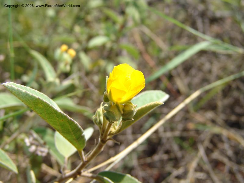Melhania acuminata--So.Africa. Mpumal. twd Rietfontein. 16 Mch 05. 422.jpg
