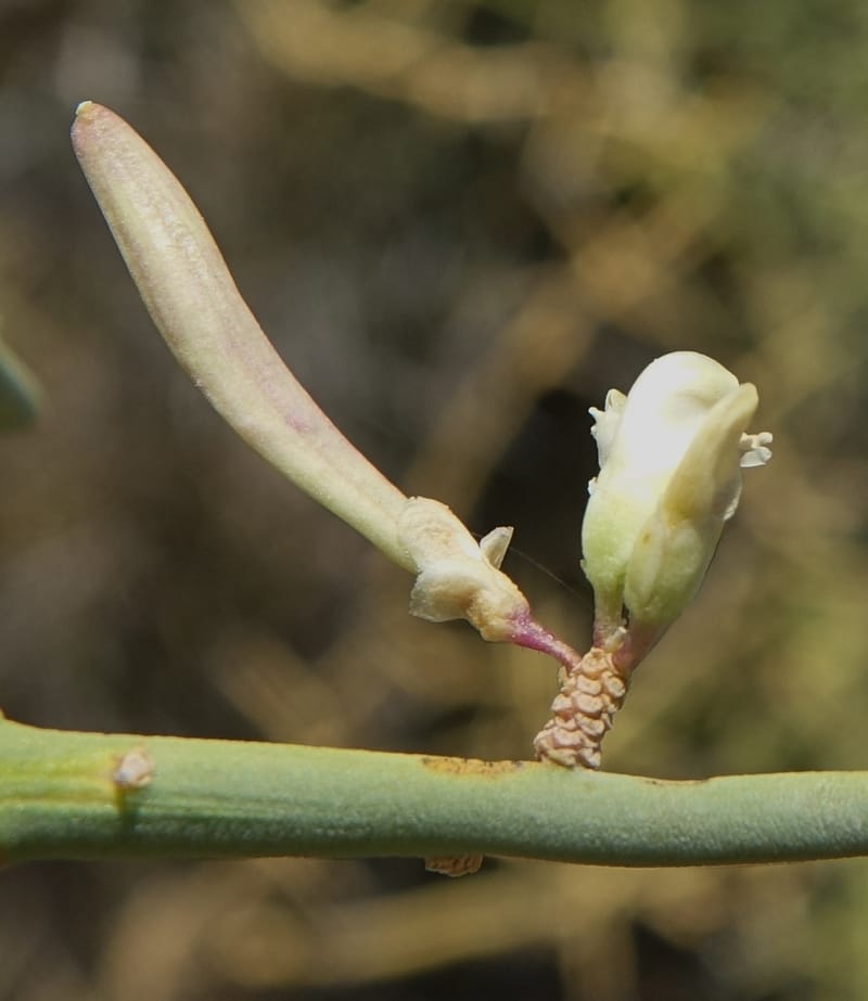 Bredemeyera colletioides, Fortunato 13068--Argentina. Hwy 60, rocky river channel. 3 Feb 2018. DSC08172 (63).JPG