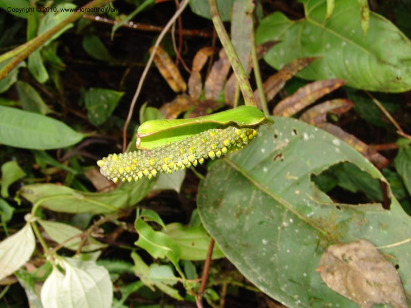 Anthurium incomptum, Croat 96349--Ecuador. Prov. Pichincha. Pacto-Pto. Quito Rd.. 25 Mar 06. 028 (12).jpg