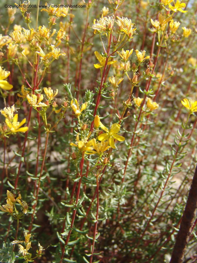 Hypericum empetrifolium ssp empetrifolium--Crete. Ep. Apokoronos. Roadside, ca. Douliana. 23 May 05. 017.jpg
