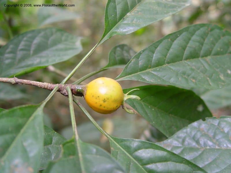 Eugenia dinklagea--Ghana. Aburi Botanic Garden. 11 Dec 03. 210.jpg