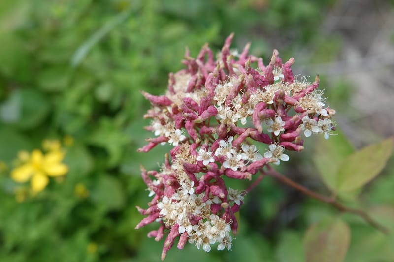 Spiraea lucida, C. Davidson 13833--ID. Shoshone Co. Freezeout Rd. FR 301. 10 Jul 2018. DSC06582 (47).JPG