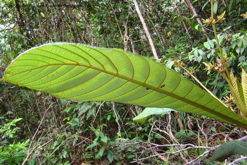 Ladenbergia, Vasquez 35053--Peru. Loreto. Dto. Iquitos. Res. Allpahuayo-Mishana. 19 Nov 08. 522 (14).jpg