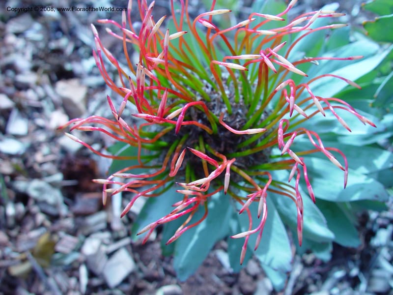 Leucopsermum formosum--So. Africa. Cape Province. Kirstenbosch Bot. Gard. 19 Nov 02. 043.jpg
