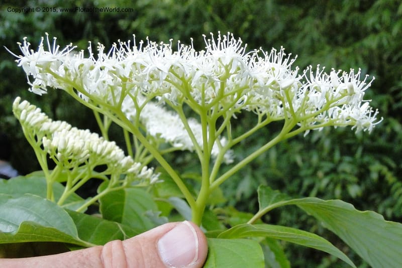 Cornus, Regalado 1829--Viet Nam. O-Quy-Ho Commune. 6 May 2011. 116 (6).jpg