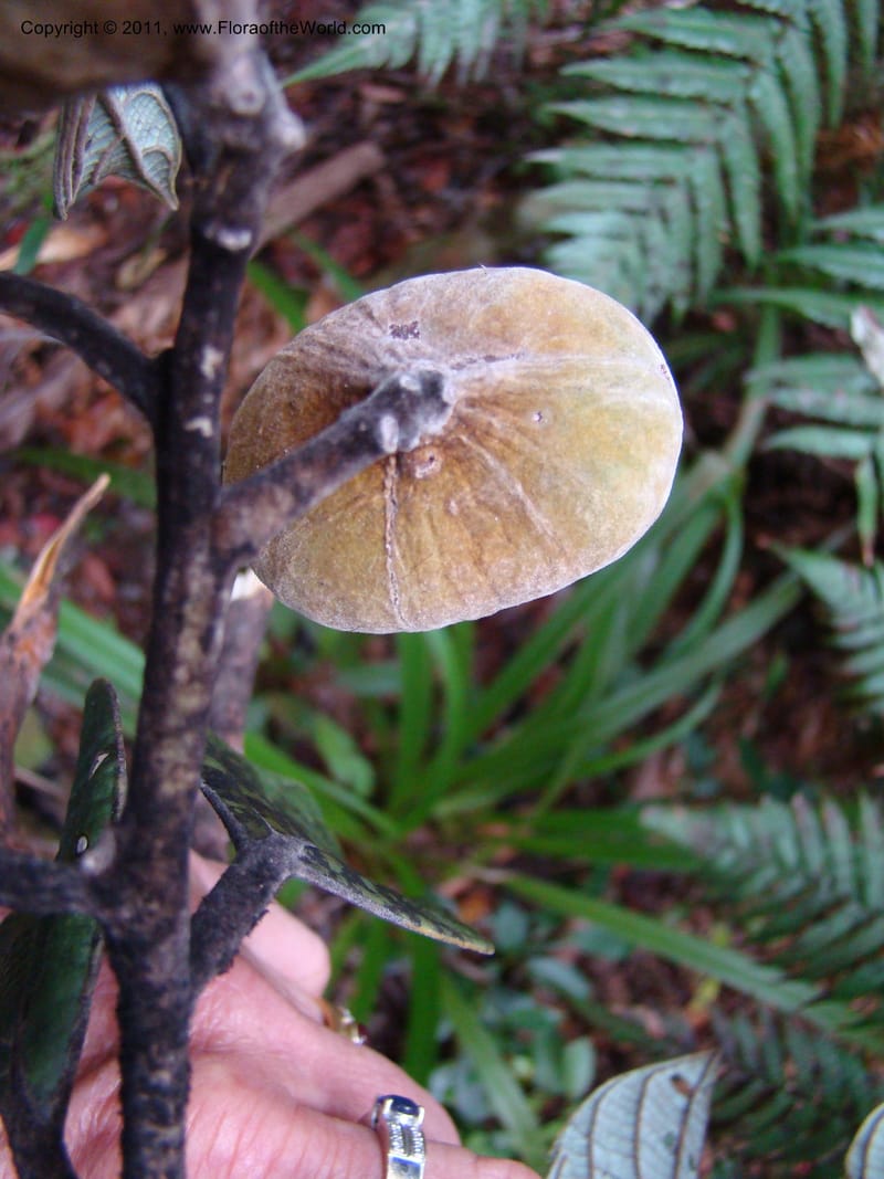 Cryptocarya, Munzinger, J 4851--New Caledonia,  Dogny, 19 Nov 2007, 97 (8).jpg