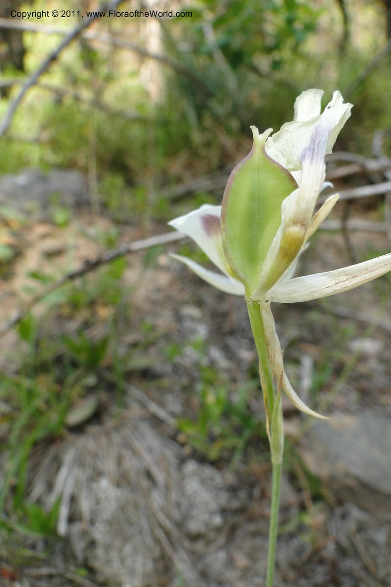 Calochortus eurycarpus, Davidson, C 11905--ID. Valley Co. Lick Creek Rd. 13 Aug 2011. 098 (12).jpg