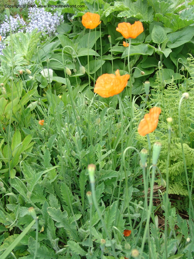 Papaver atlanticum--France. Paris. Jardin des Plantes. 28 Apr 05. 188.jpg