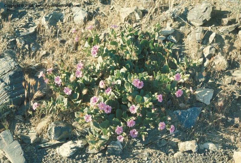 Mirabilis multiflora v pubescens, CDavidson4340--CA. Inyo Co. Rd up Telescope Peak. 9 Jun 76. 003.jpg