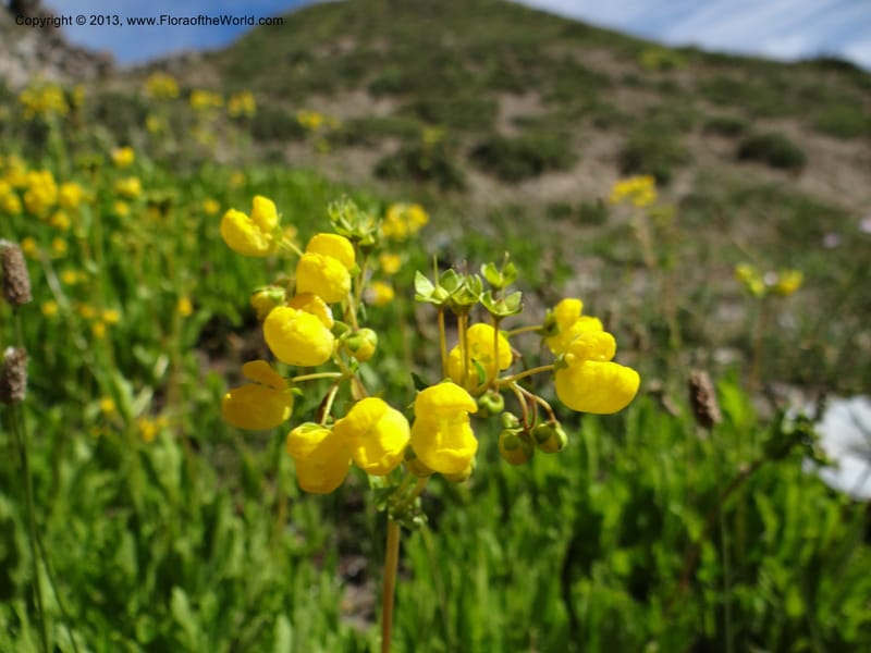 Calceolaria biflora, WDS 34183--Chile. Cta. 115. La Laguna. 22 Feb 2013. DSC02595 (113).JPG