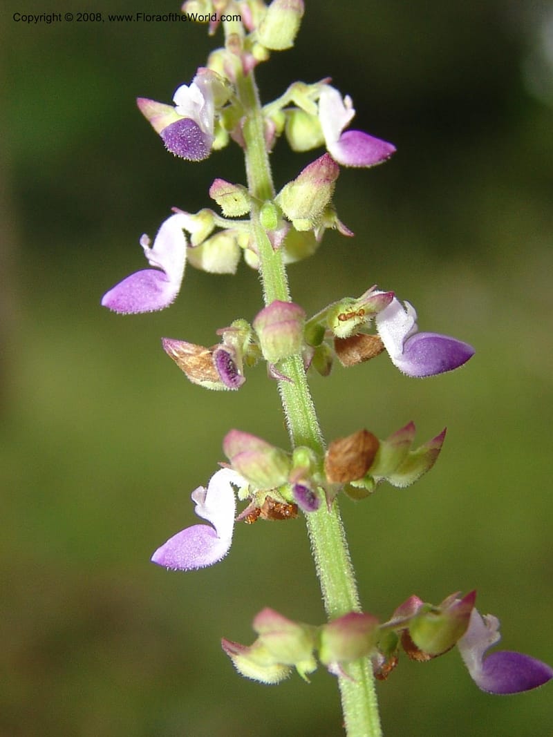Plectranthus, MLeal1207--Gabon. Prv. Ogooue-Iv. Lope, Ogooue Riv. 21 Apr 06. 542.jpg