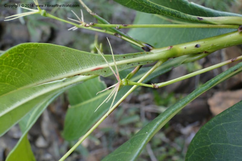 Cleidion, J. Munzinger 65 81--New Caledonia. Mine St. Louis Boulinda. 18 Feb 2011. 116 (11).jpg