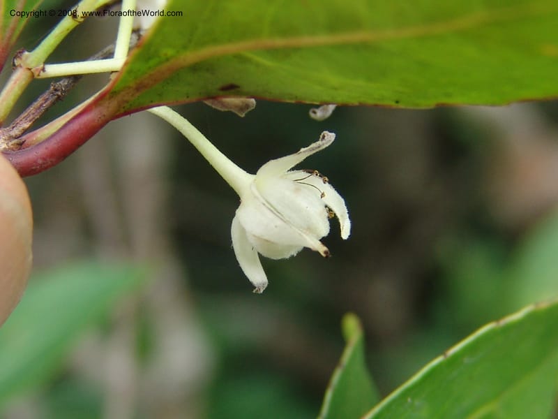 Pseudoscolopia polyantha--So.Africa. E. Cape. Umtamvuna Nat. Res. 11 Mch 05. 108.jpg