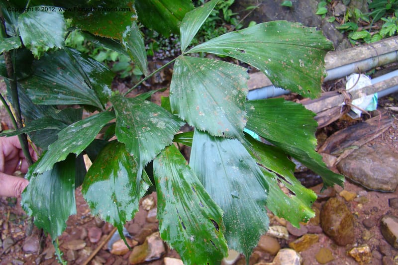 Arenga caudata, Regalado 1719--Viet Nam. Thua Thien Hue Prov. Nam Dong Distr. Thuang.12 Apr 09. 323 (8).jpg