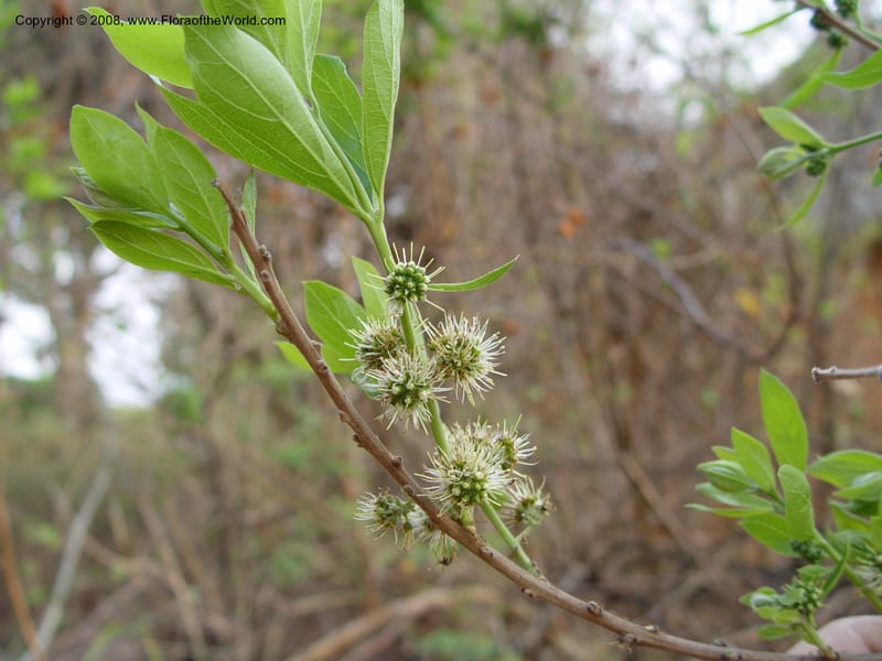 Combretum erythrophyllum--So. Africa. KwaZuluNatal. Hluhluwe Game Res.  Hilltop Ldg. 30 Sep 03. 002.jpg