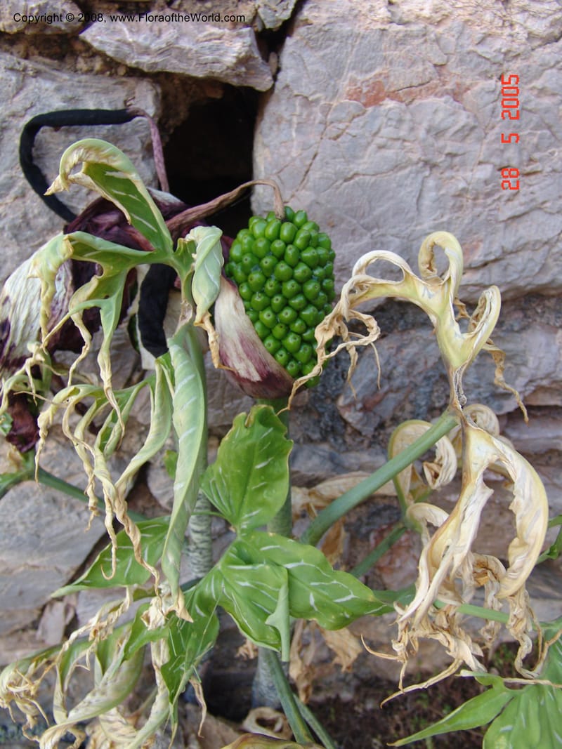 Arum concinnatum cf--Crete. Phenix trail, W of Loutro. 28 May 05. 026.jpg