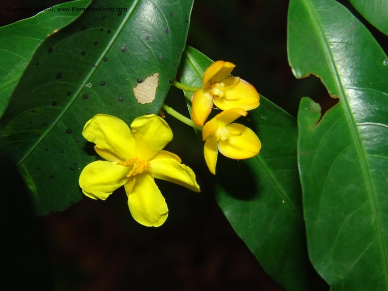 Ochna, GWalters1616--Gabon. Prov. Estuaire. Mondah Forest. 15 Apr 06. 125.jpg