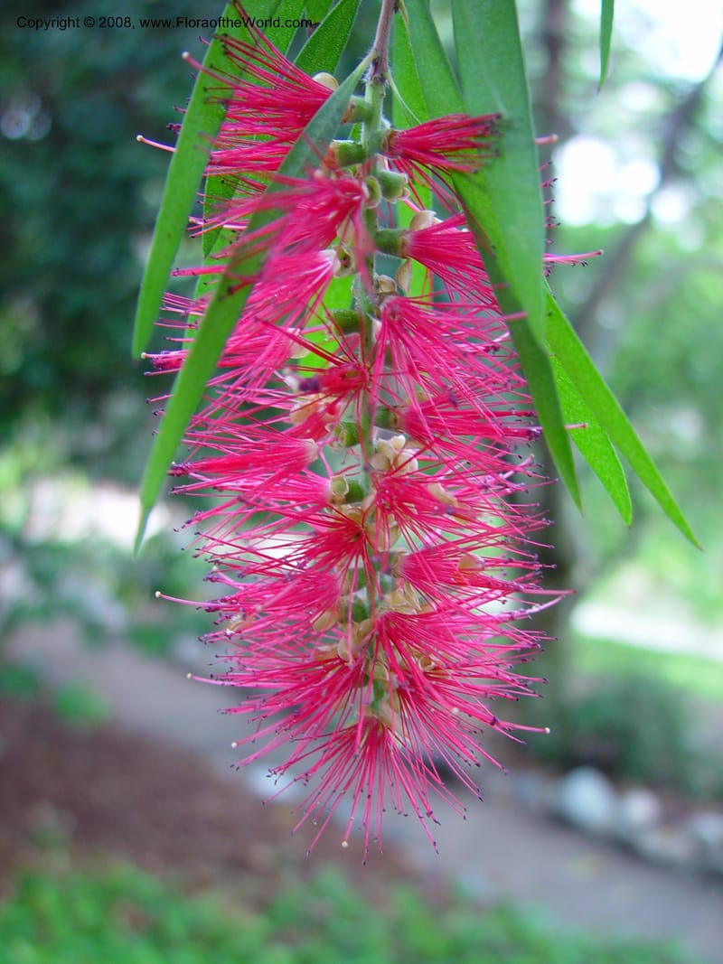 Callistemon viminalis--CA. UCLA. Mathias Bot. Gard. 13 Feb 03. 011.jpg