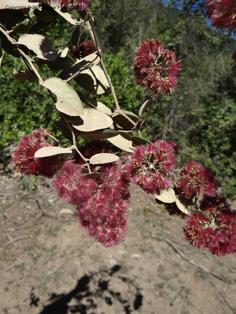 Proustia pyrifolia, WDS 34170--Chile. E of San Clemente. 21 Feb 2013.  (2).JPG