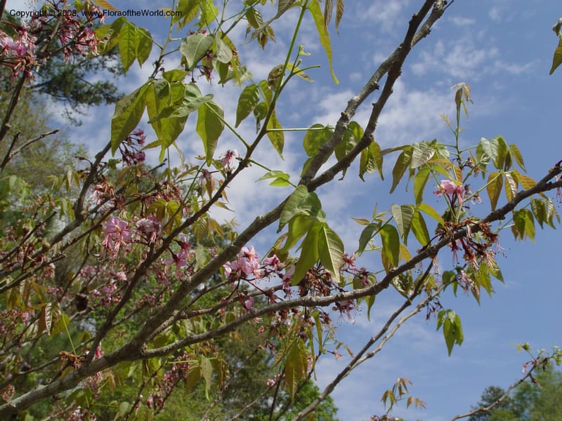 Ungnadia speciosa--TX. Humble. Mercer Garden. 20 Mch 04. 004.jpg