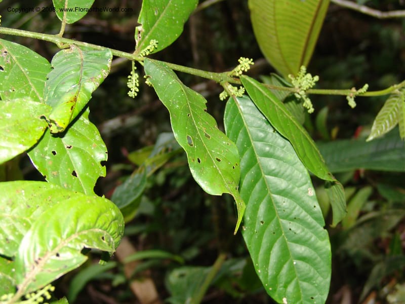 Siparuna guianensis, AAraujoM3087--Bolivia. Pq. Nal. Madidi. Chalalan, Sendero sin nombre. 24 Sep 06.  307.jpg