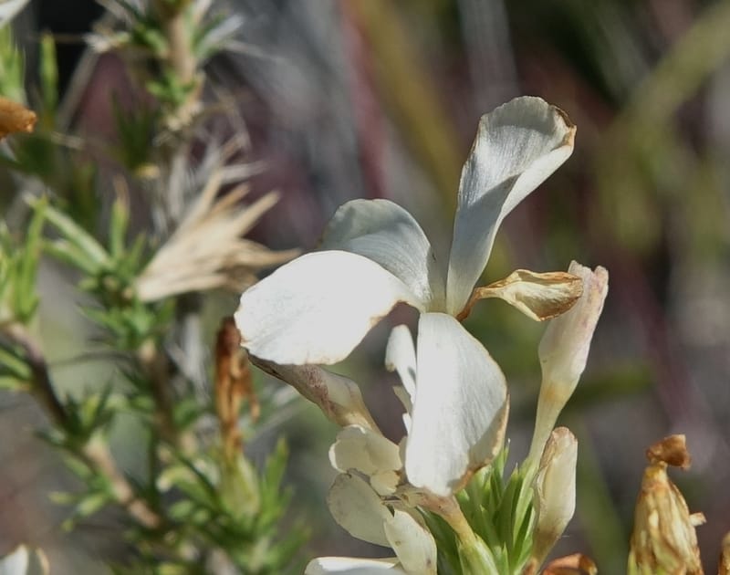 Leptodactylon pungens, C. Davidson 13670--ID. Hwy 20 W of Arco. Open basalt flow. 18 Jun 2017. DSC02519 (73).JPG