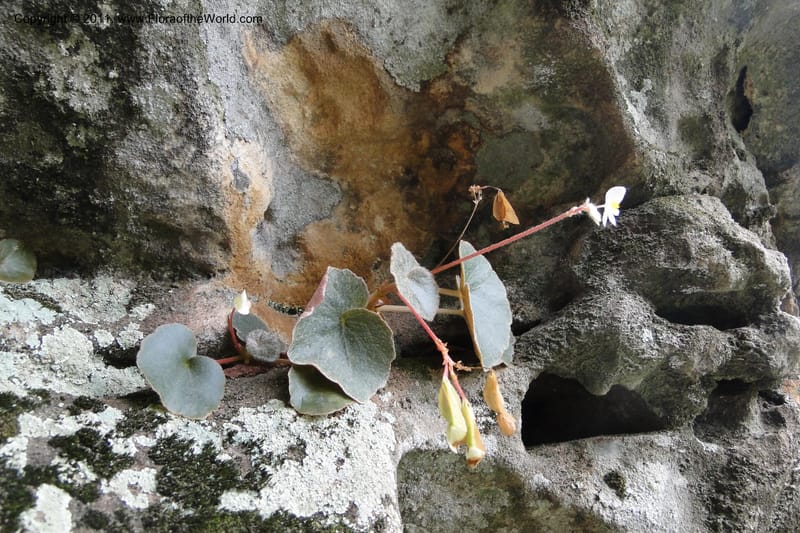 Begonia, W. D. Stevens 31348--Paraguay. Edo. Cordillera. Tobati. 23 Mar 2011. 066 (3).jpg