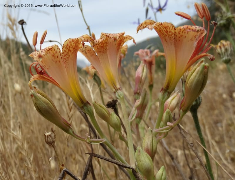 Alstroemeria versicolor, Davidson, C 12826--Chile. Ruta J-55 east of Talca. 27 Nov 2014. DSC08682 (143).JPG