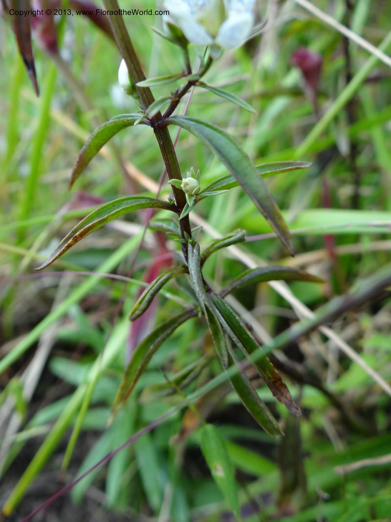 Swertia angustifolia, VC 5497--Thailand. Chiang Mai Prov. Doi Inthanon Nat. Park. 8 Nov 2012. DSC07747 (232).JPG