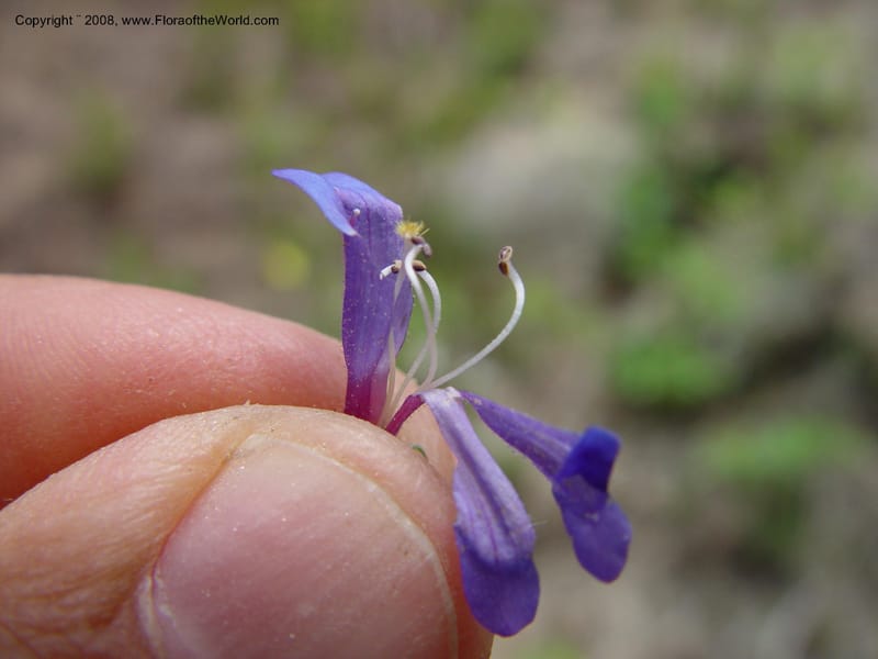 Penstemon albertinus, [CDavidson10988]--ID. Idaho Co. Ca. 30 mi N of McCall. 12 Jun 03. 040.jpg