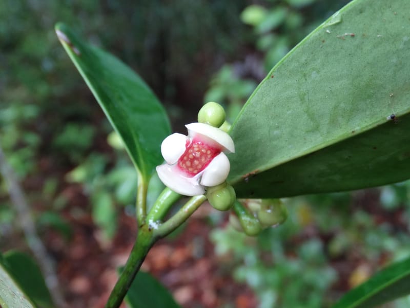 Garcinia, Lowry, P 7405--New Caledonia. Creek Hervouet. 19 Nov 2015. DSC03817 (88).JPG