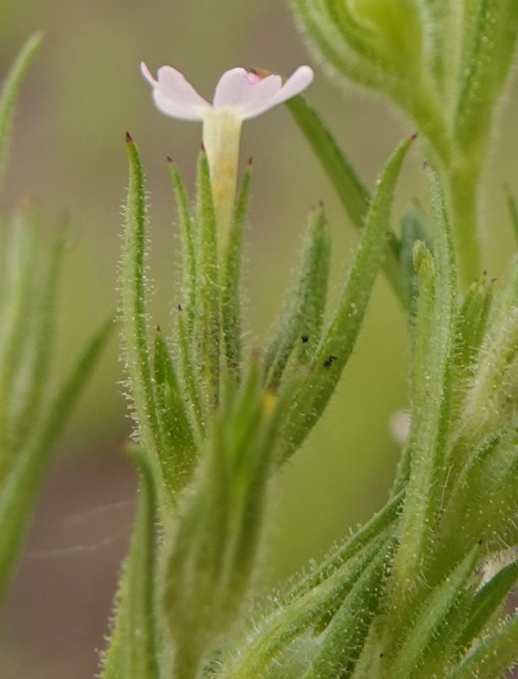 Microsteris gracilis, C. Davidson 13756--Oregon. Wallowa Co. Zumwalt.Trail Cr. Rd. 4 Jun 2018. DSC04078 (237).JPG