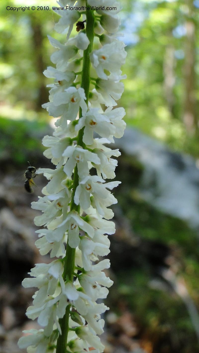 Galax aphylla, Mori 27456--North Carolina. Stokes Co. 26 May 2010. 088 (55).jpg