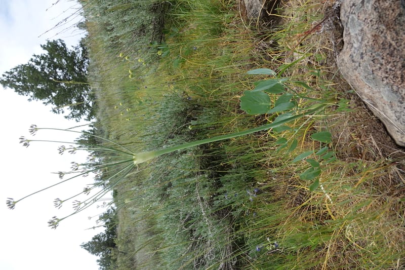 Lomatium nudicaule, C. Davidson 13617--CA. Modoc Co. Warner Mts. Hwy 299. 7 June 2017. DSC01455 (11).JPG