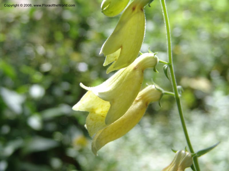 Digitalis grandiflora--AZ.  Arboretum at Flagstaff. 3 Sep 04.  102.jpg