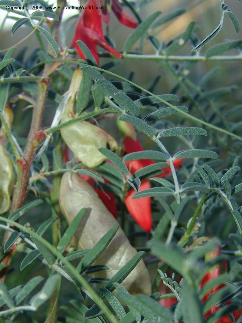 Sutherlandia montana--So.Africa. E. Cape. Joubert's Pass, SE of Lady Gray. 9 Mch 05. 301.jpg
