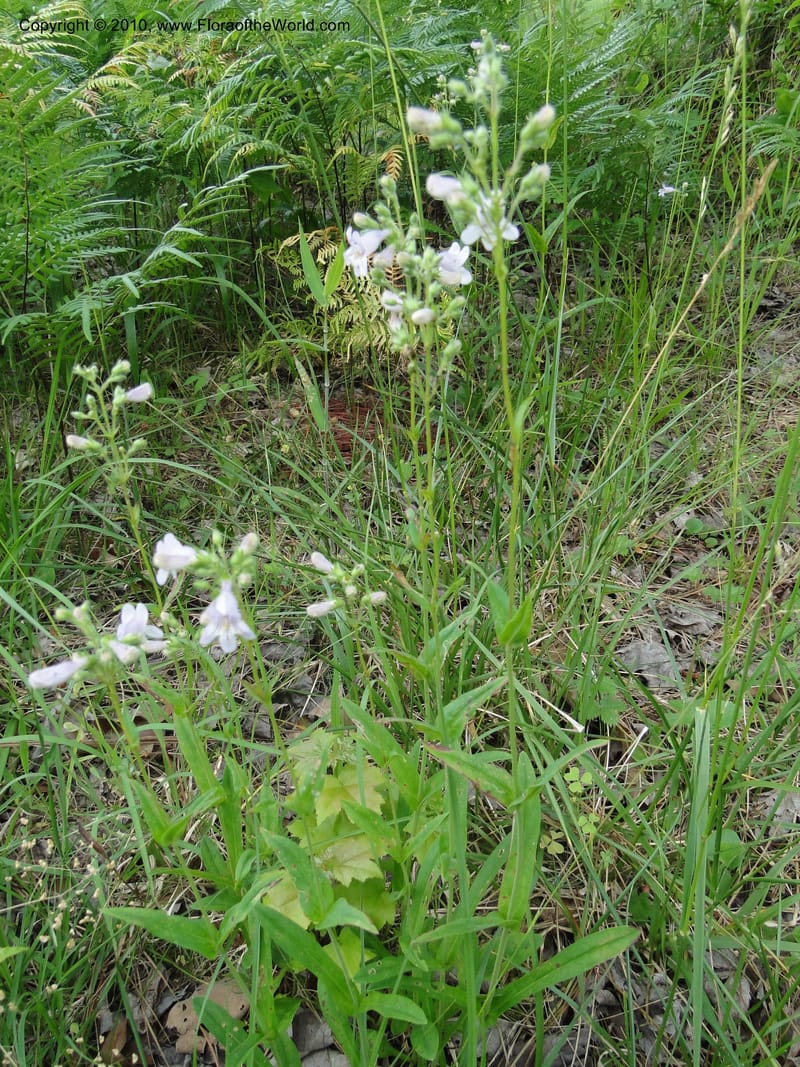 Penstemon laevigatus, Mori, S 27407, USA, North Carolina, Pender Co., Hwy 117, 3.9 miles N of Burgaw, 21 May 2010 (16).JPG