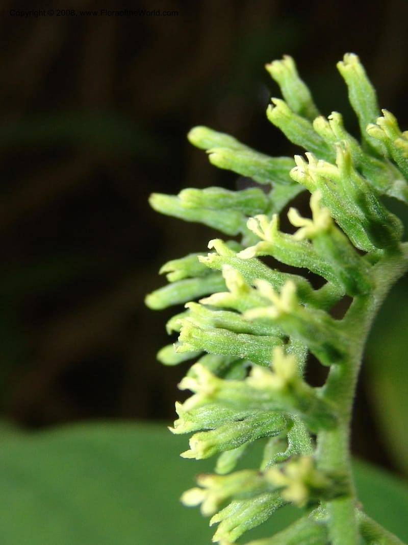 Tournefortia acutiflora--CA. San Francisco Botanical Garden (Strybing Arb.). 30 Mch 06. 154.jpg