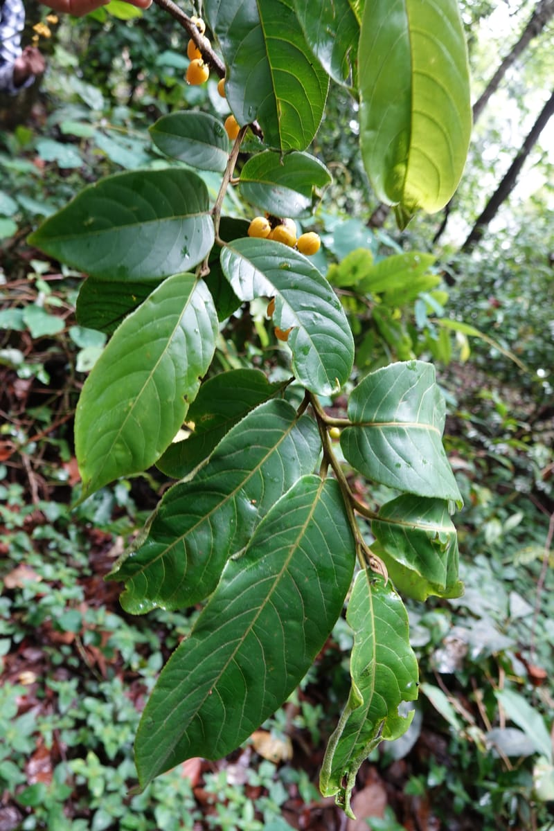 Horsfieldia prainii, D. Boufford 44155--China. Yunnan. Bam Po village. 5 May 2018. DSC02406 (121).JPG