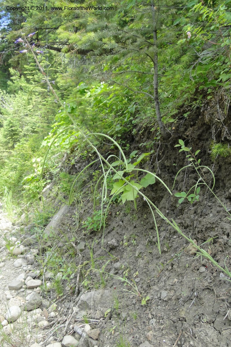 Boechera, Davidson, C 11889--Idaho. Adams Co. Fish Lake Rd. 10 July 2011. 163 (2).jpg
