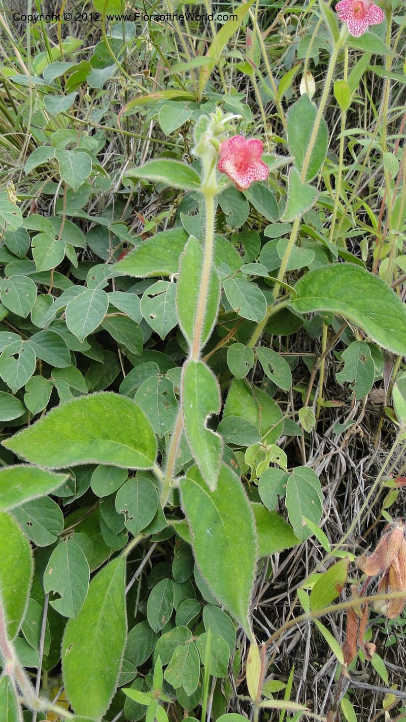 Kohleria rugata, J. Martinez Melendez 2205--MX. Chiapas. Tres Picos. 19 Sept 2010. 260.jpg