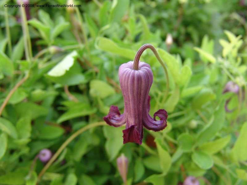 Clematis pitcheri--TX. Johnson Wildflower Center. 13 Jun 04. 007.jpg