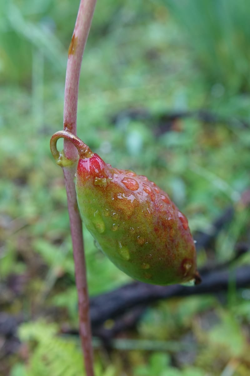 Podophyllum hexandrum, D. Boufford 43981--China. Yunnan. Tianbao Shan. 10 Aug 2017.  (272).JPG