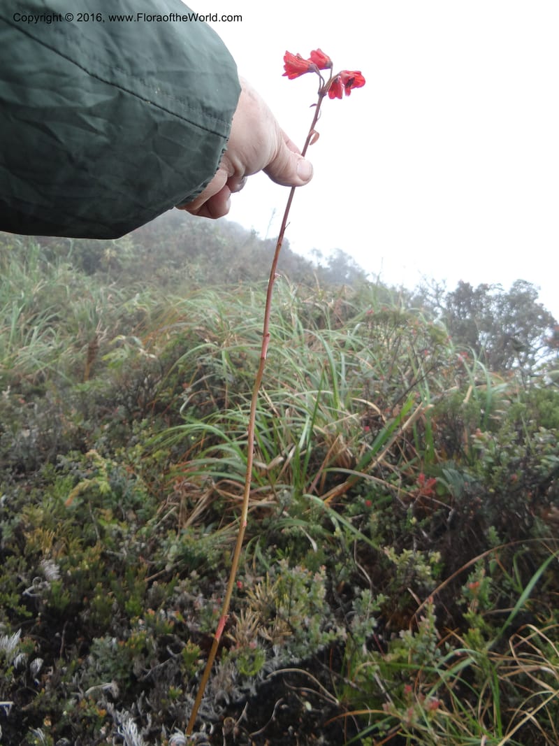 Bomarea, Ulloa, C 2327--Ecuador. Loja. Cerro Toledo. 30 Sep 2012. DSC05859 (223).JPG
