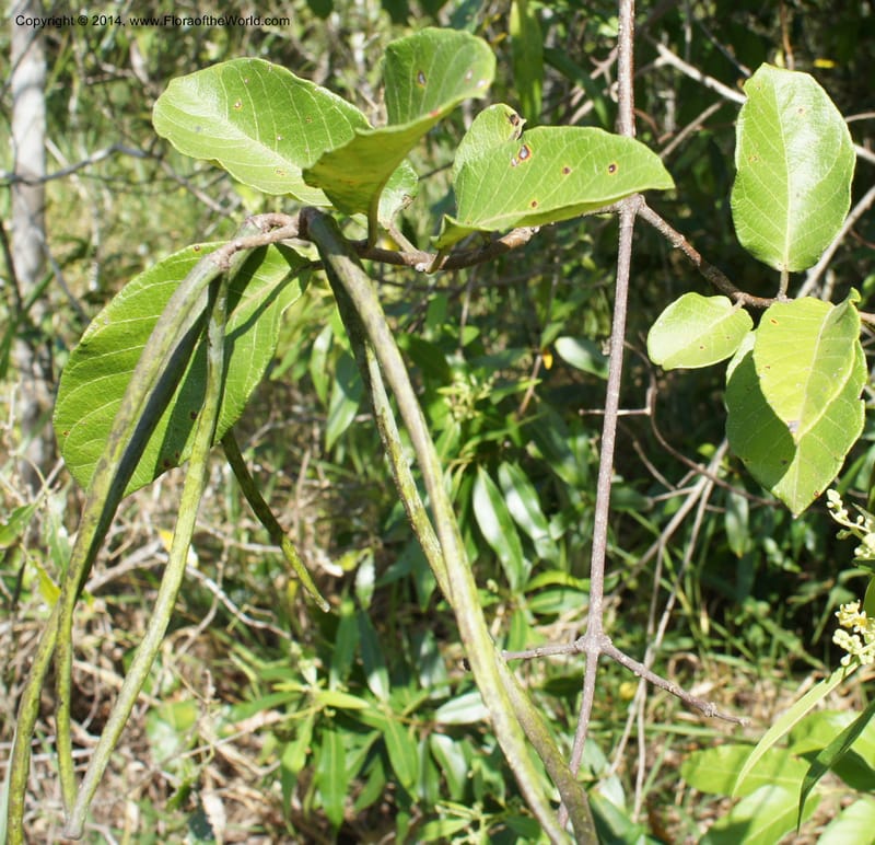 Forsteronia pubescens, Stevens,  W. D 31127, Cerro Cora, 16 Mar 2011 4174 (18).JPG