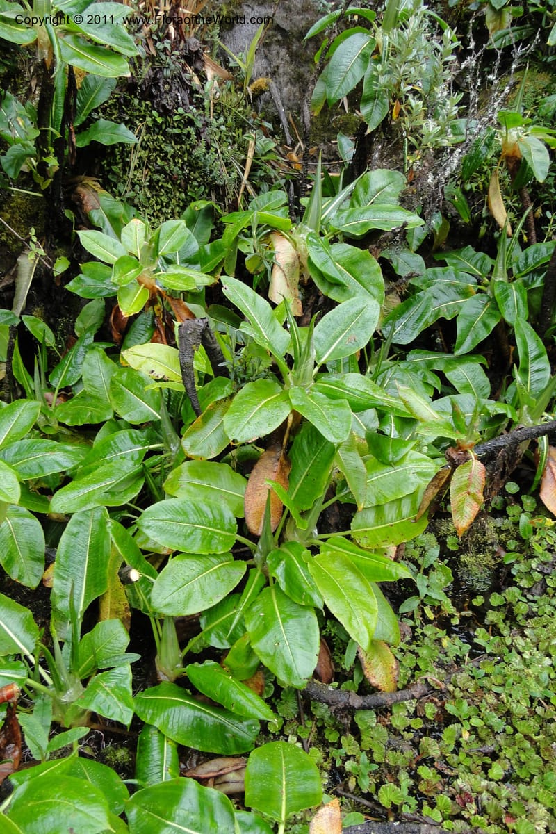 Rumex tolimensis, Ulloa 1994--Ecuador. Napo. Papallacta to Baeza. 1 Jun 2011. 376 (38).jpg