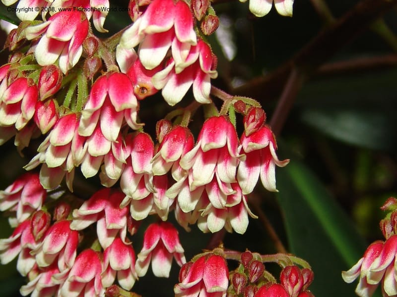 Parathesis--CA. San Francisco Botanical Garden (Strybing Arb.). 30 Mch 06. 174.jpg