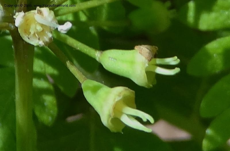 Aralia nudicaulis, Davidson, C 12999--North Carolina. Macon Co. Horse Cove Rd. 14 May 2015. DSC05455 (38).JPG