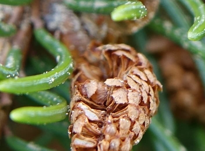 Picea abies, Not coll.--Switzerland. Col de Marchairuz. Simeon. 29 Jun 2016. DSC06067 (53).JPG